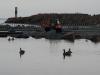 The Canada geese in the Grand Marais harbor seem unimpressed by the boat launch work underway. Photo by Rhonda Silence